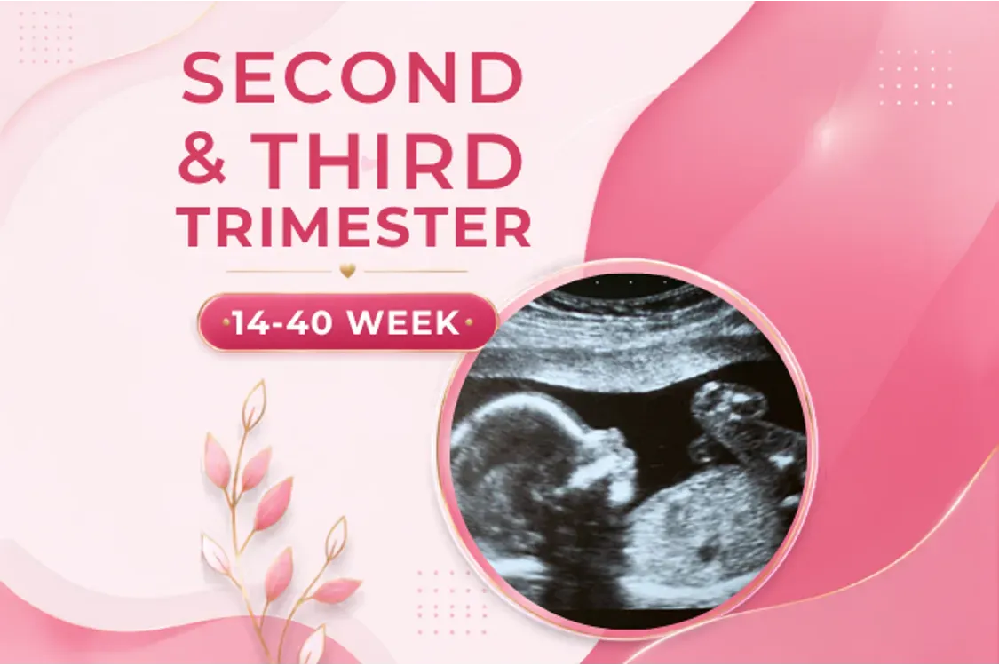 Antenatal 2nd & 3rd Trimester Checkup